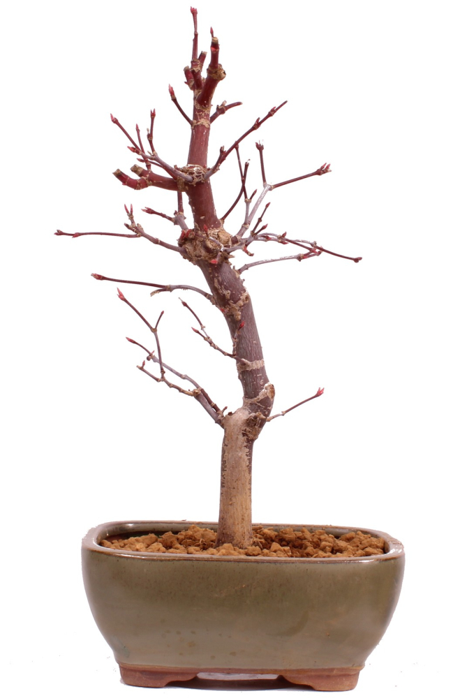 Bonsai - Acer palmatum 'Deshojo', roter Fächerahorn aus Japan 229/14