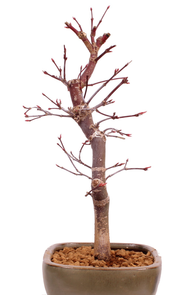 Bonsai - Acer palmatum 'Deshojo', roter Fächerahorn aus Japan 229/14