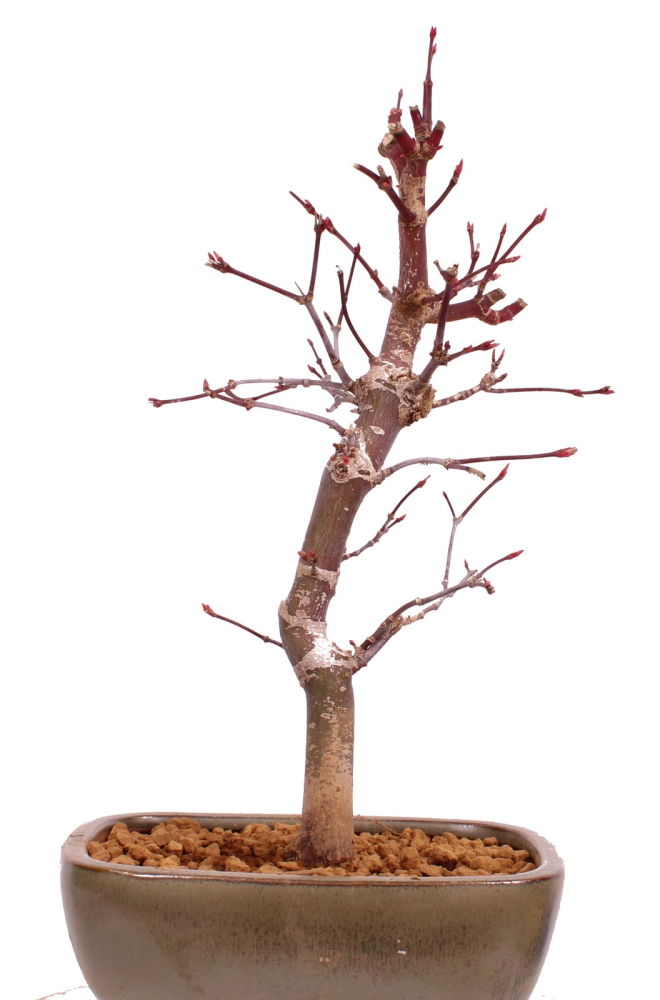 Bonsai - Acer palmatum 'Deshojo', roter Fächerahorn aus Japan 229/14