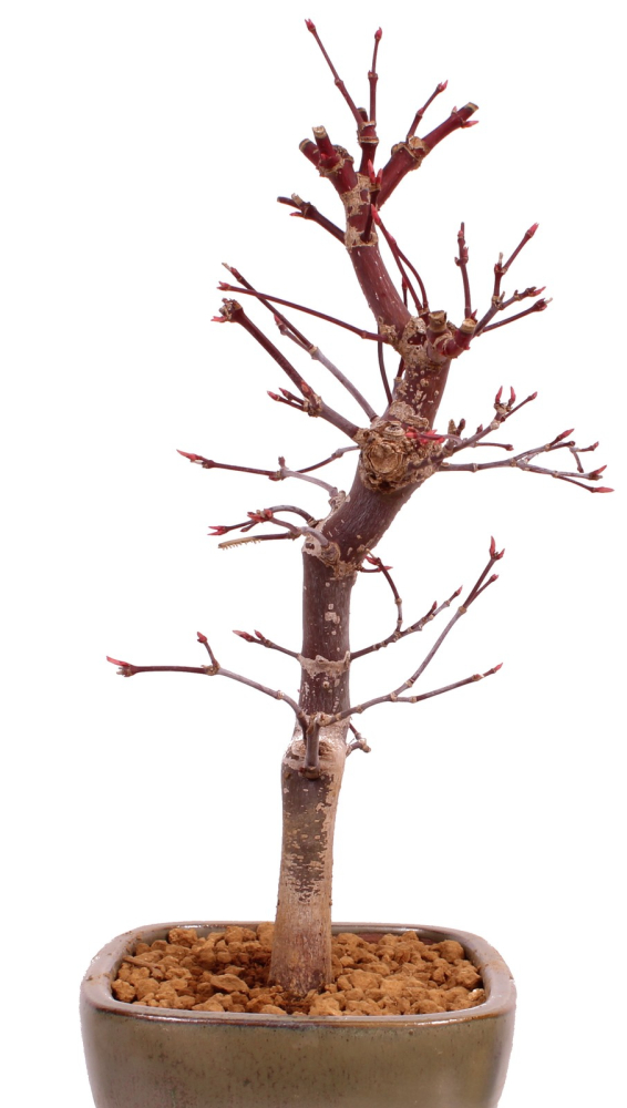 Bonsai - Acer palmatum 'Deshojo', roter Fächerahorn aus Japan 229/14