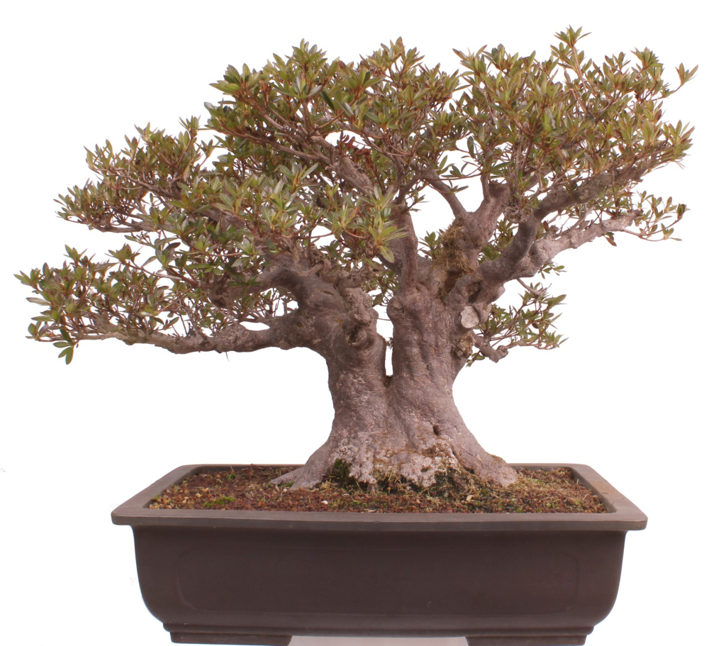 Bonsai Japanische Satsuki Azalee  Rhododendron indicum 229/150