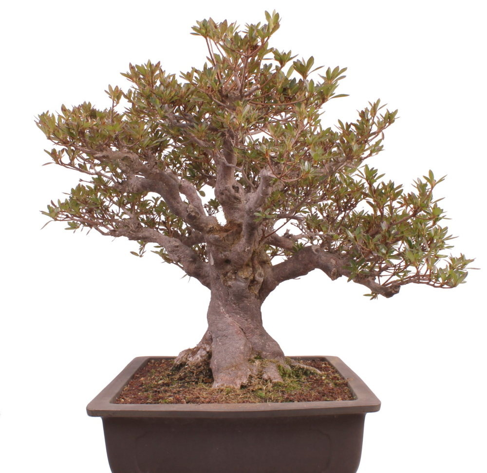 Preview: Bonsai Japanische Satsuki Azalee  Rhododendron indicum 229/150