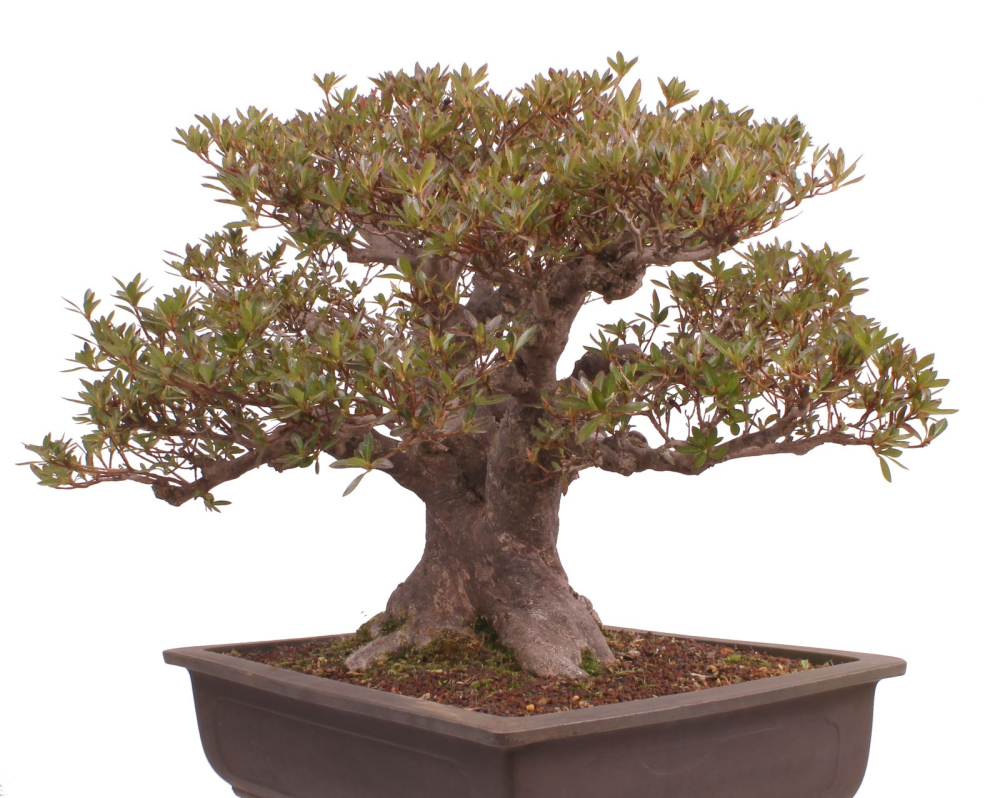 Bonsai Japanische Satsuki Azalee  Rhododendron indicum 229/150