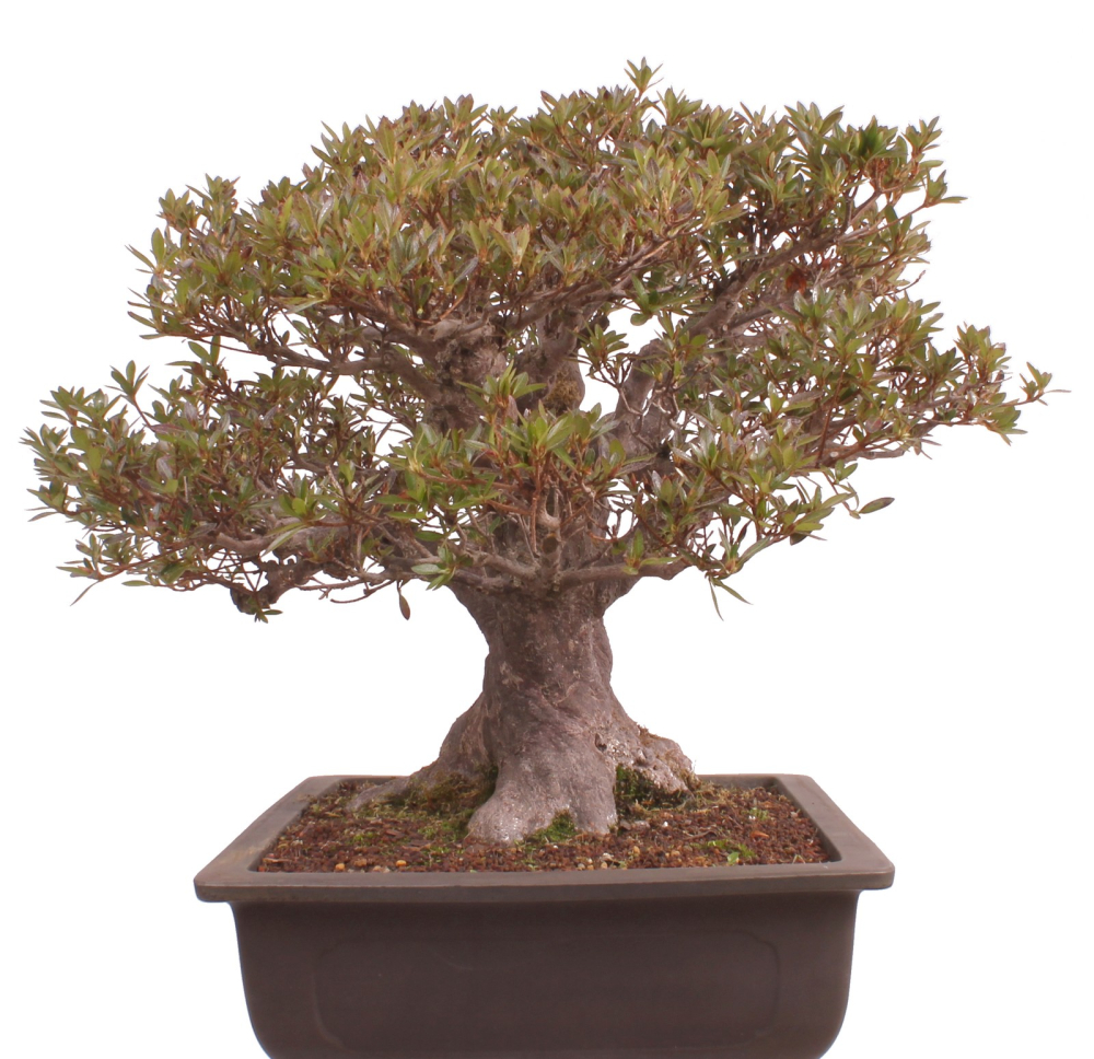 Bonsai Japanische Satsuki Azalee  Rhododendron indicum 229/150
