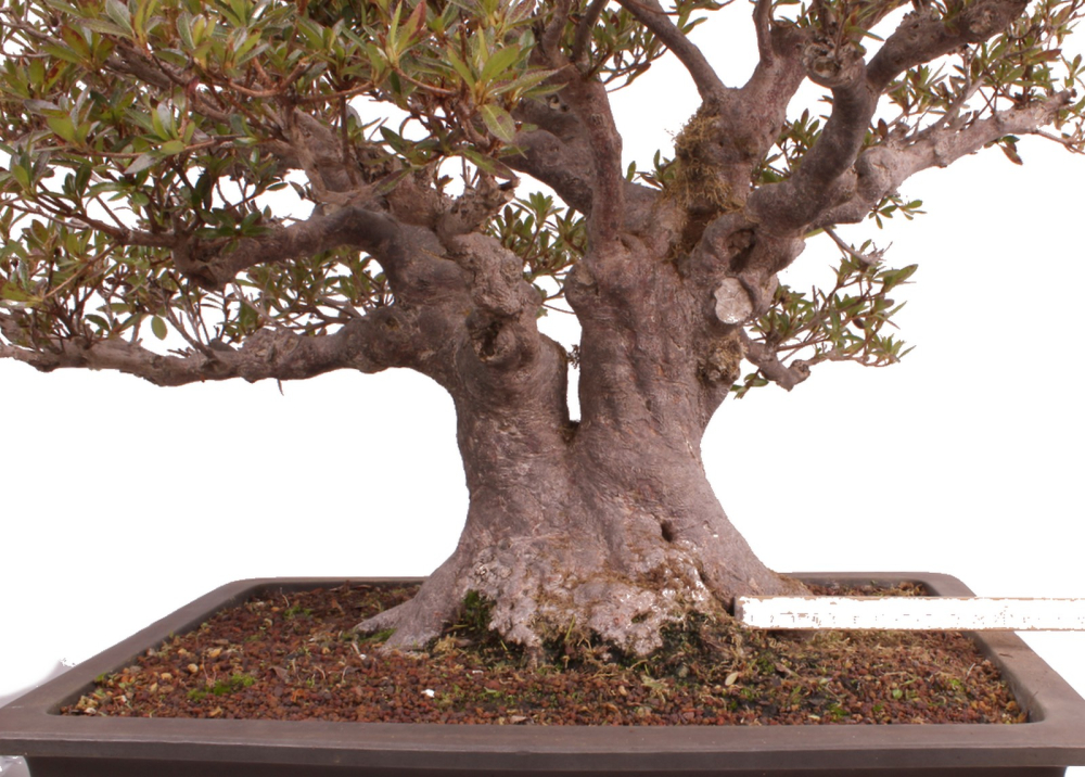 Bonsai Japanische Satsuki Azalee  Rhododendron indicum 229/150