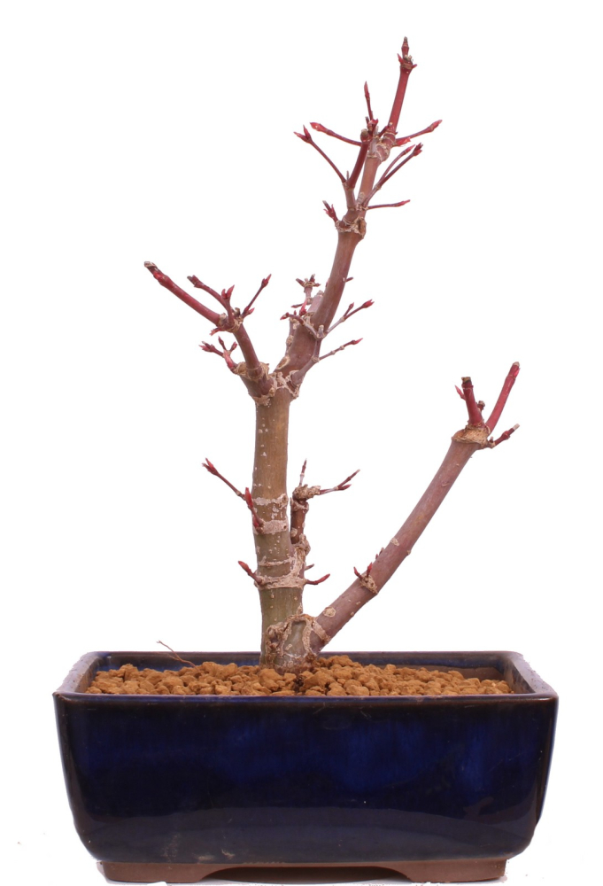 Bonsai - Acer palmatum 'Deshojo', roter Fächerahorn aus Japan 229/15