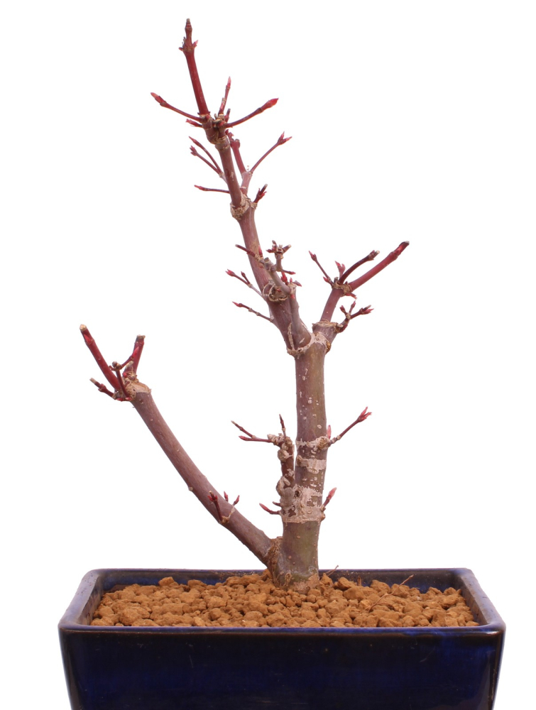 Preview: Bonsai - Acer palmatum 'Deshojo', roter Fächerahorn aus Japan 229/15