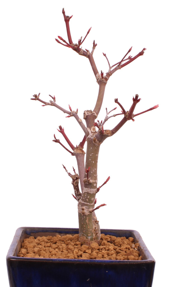 Preview: Bonsai - Acer palmatum 'Deshojo', roter Fächerahorn aus Japan 229/15
