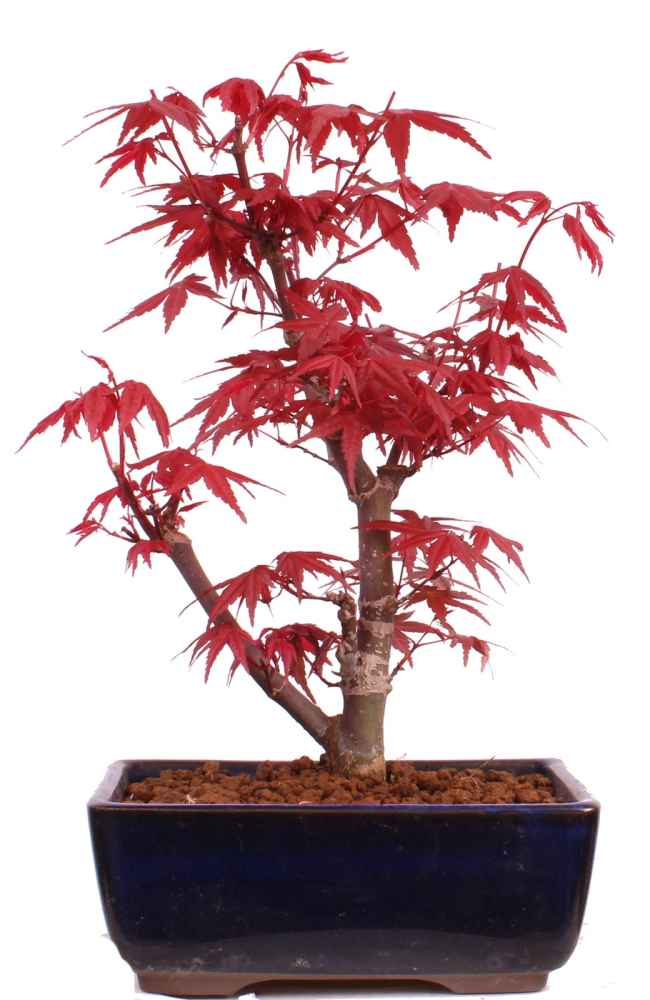 Bonsai-Shopping.eu - Bonsai