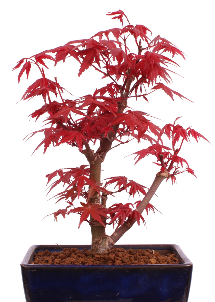 Preview: Bonsai - Acer palmatum 'Deshojo', roter Fächerahorn aus Japan 229/15