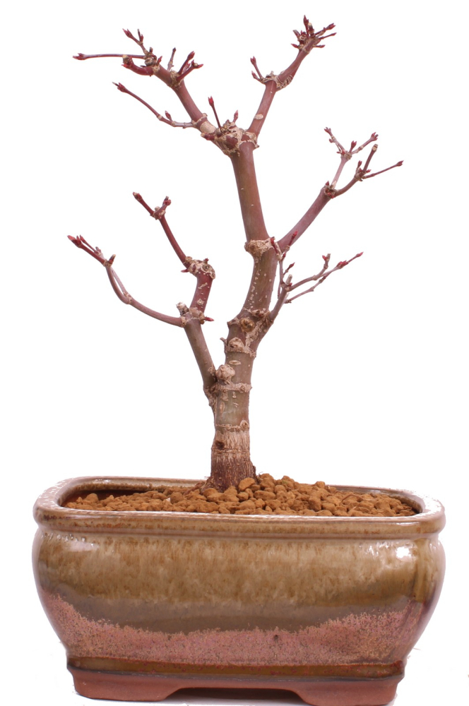 Bonsai - Acer palmatum 'Deshojo', roter Fächerahorn aus Japan 229/16