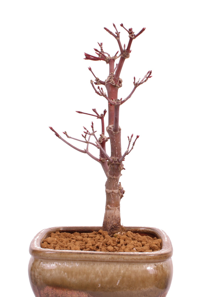 Bonsai - Acer palmatum 'Deshojo', roter Fächerahorn aus Japan 229/16