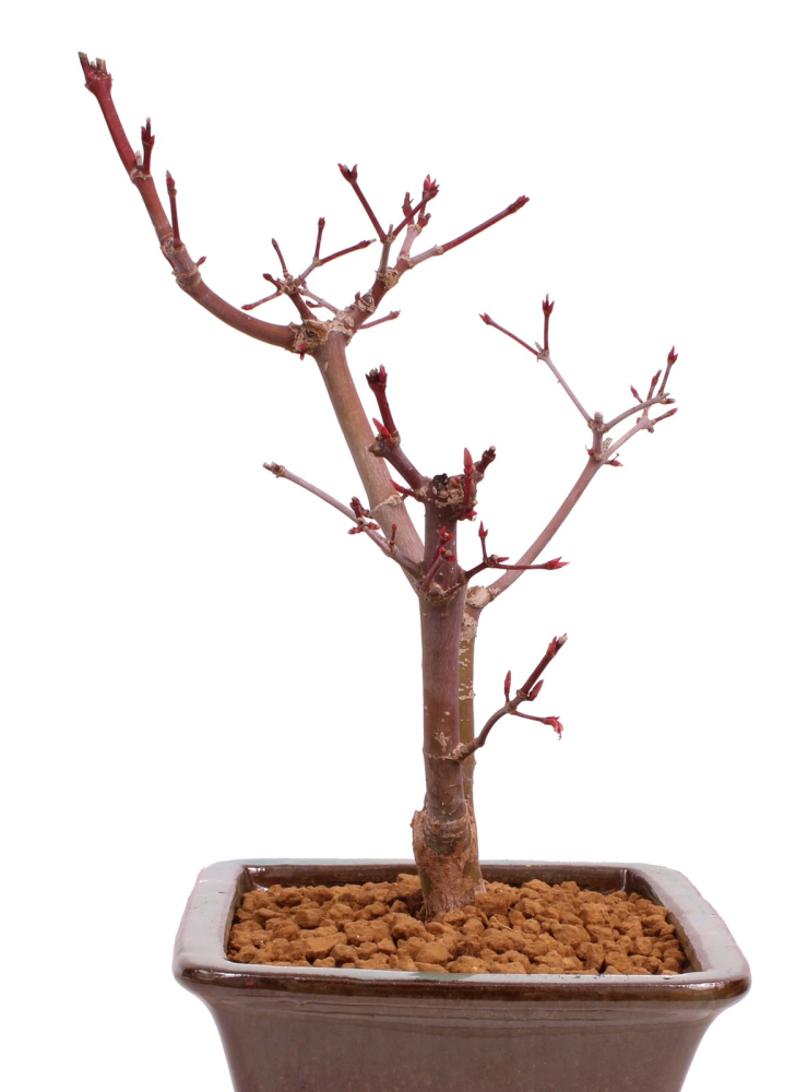 Bonsai - Acer palmatum 'Deshojo', roter Fächerahorn aus Japan 229/17