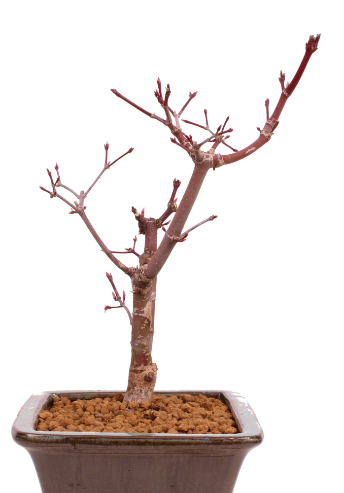 Bonsai - Acer palmatum 'Deshojo', roter Fächerahorn aus Japan 229/17