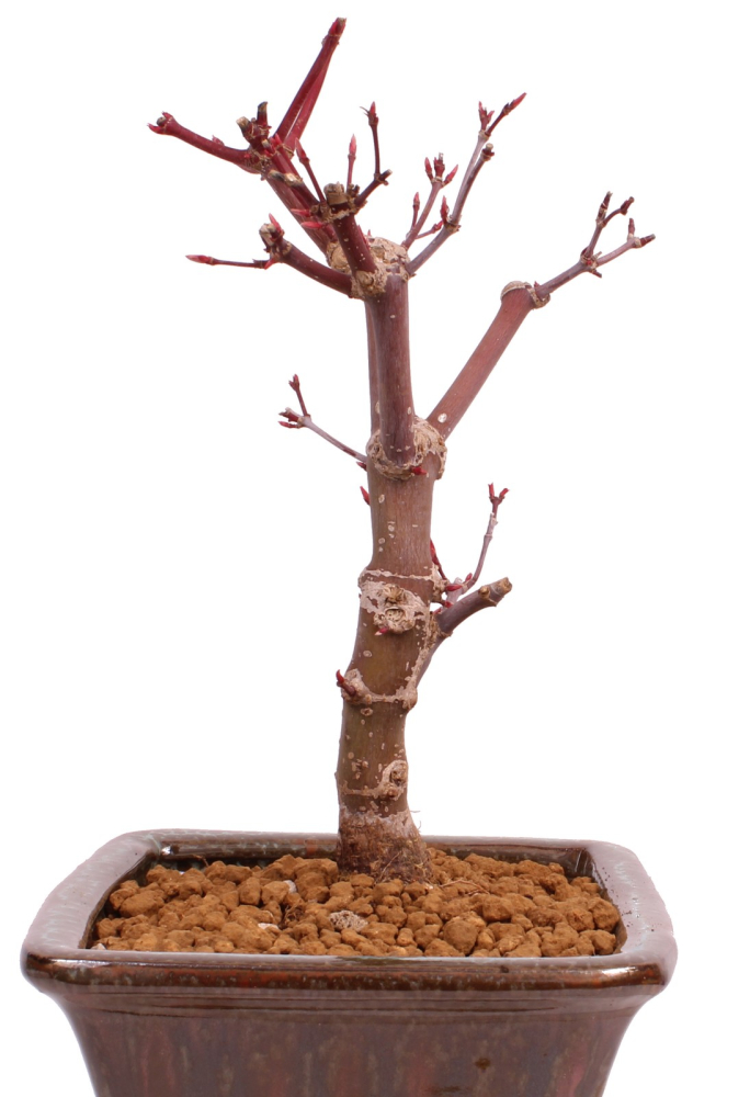 Bonsai - Acer palmatum 'Deshojo', roter Fächerahorn aus Japan 229/18