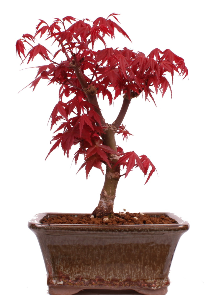 Bonsai-Shopping.eu - Bonsai-Laubbume