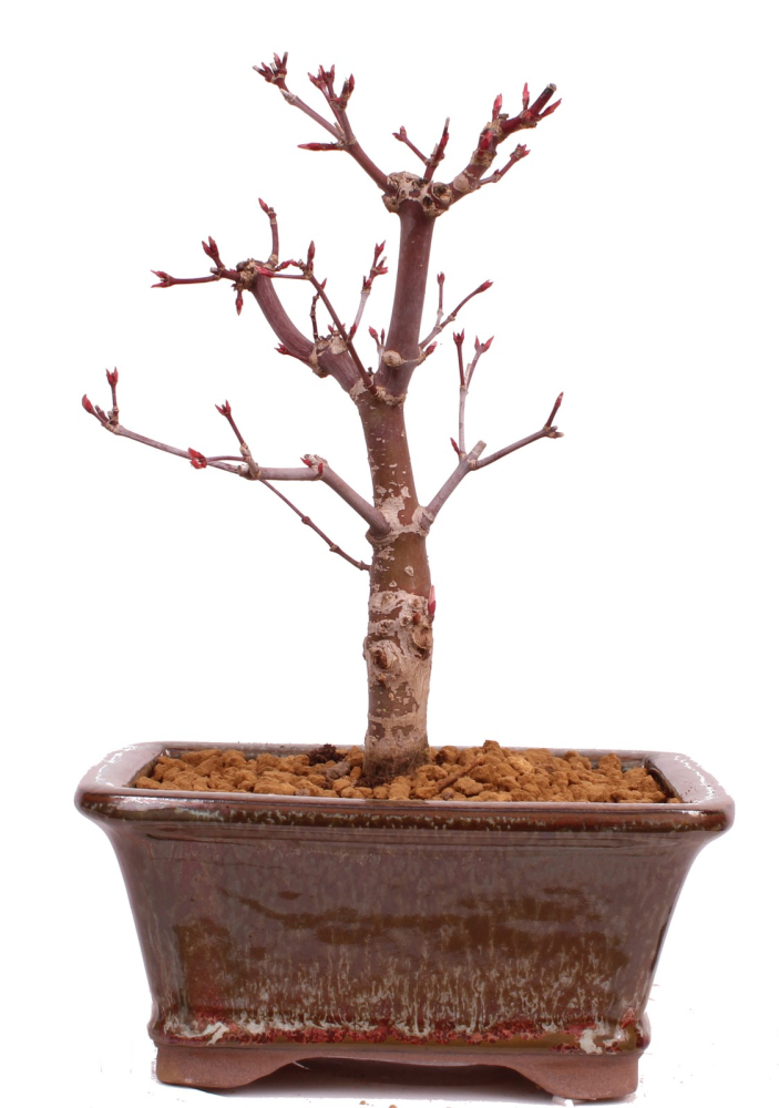 Bonsai - Acer palmatum 'Deshojo', roter Fächerahorn aus Japan 229/19
