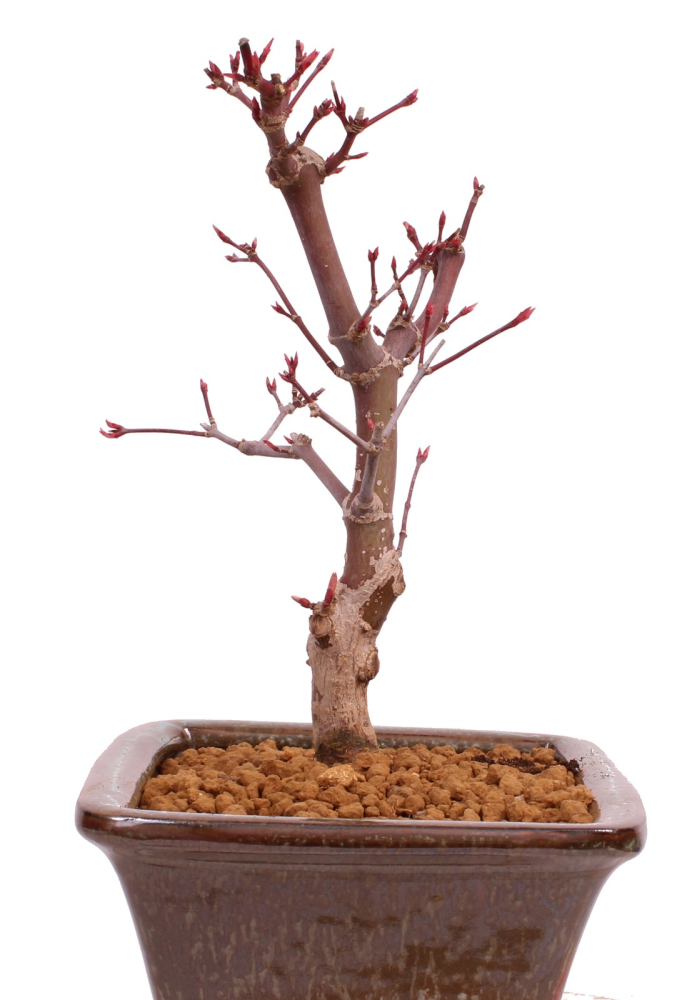 Preview: Bonsai - Acer palmatum 'Deshojo', roter Fächerahorn aus Japan 229/19