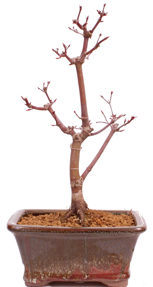 Bonsai - Acer palmatum 'Deshojo', roter Fächerahorn aus Japan 229/20