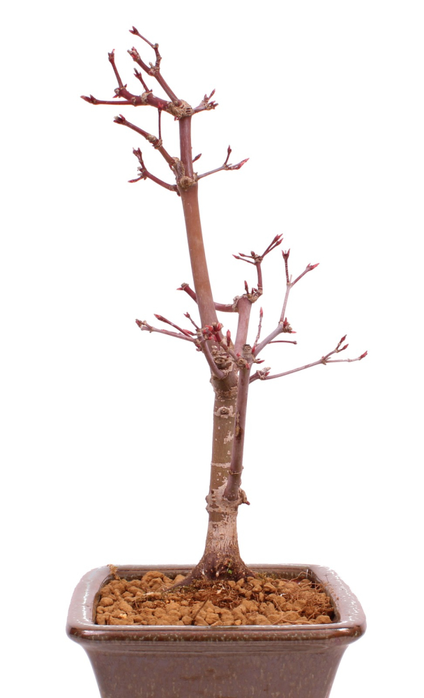 Bonsai - Acer palmatum 'Deshojo', roter Fächerahorn aus Japan 229/20