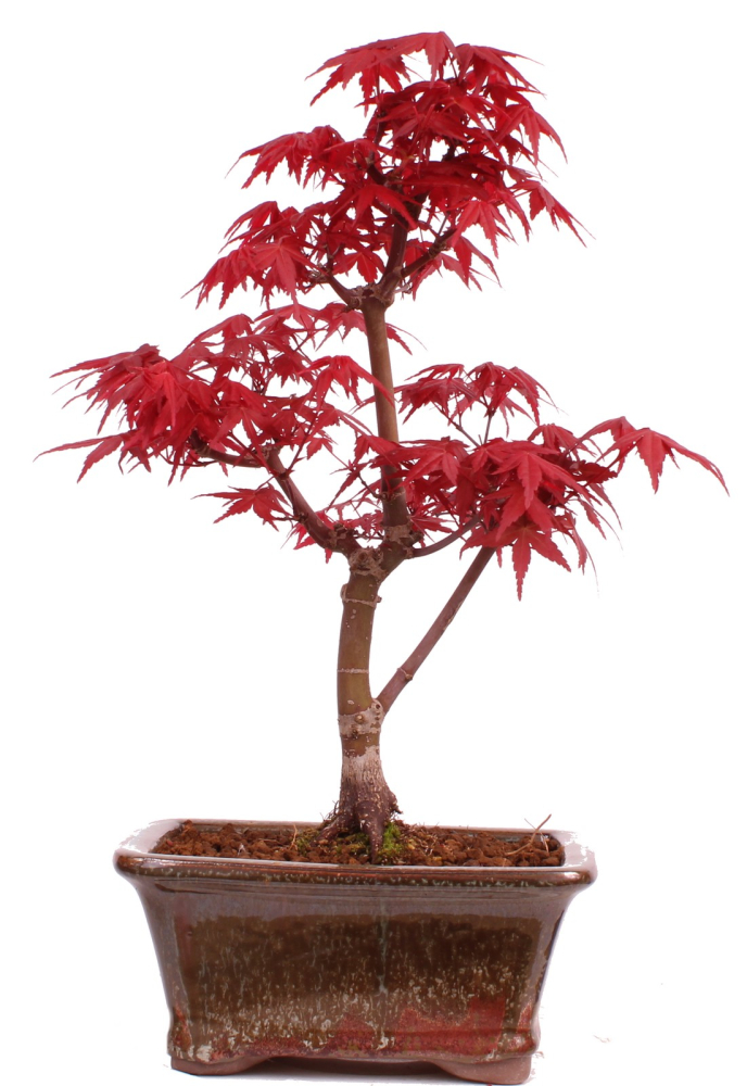 Bonsai - Acer palmatum 'Deshojo', roter Fächerahorn aus Japan 229/20