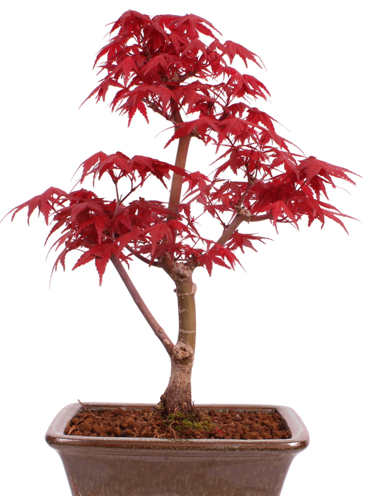 Preview: Bonsai - Acer palmatum 'Deshojo', roter Fächerahorn aus Japan 229/20