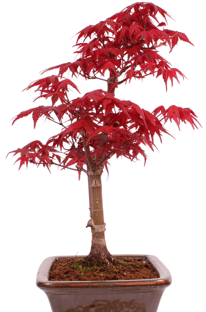 Preview: Bonsai - Acer palmatum 'Deshojo', roter Fächerahorn aus Japan 229/20