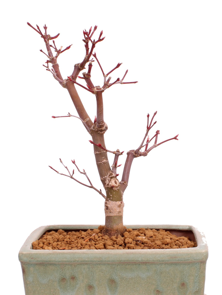 Bonsai - Acer palmatum 'Deshojo', roter Fächerahorn aus Japan 229/22