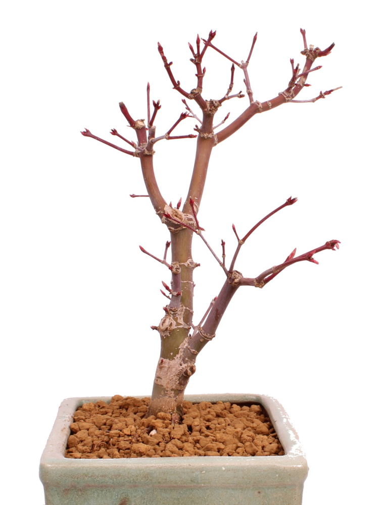Bonsai - Acer palmatum 'Deshojo', roter Fächerahorn aus Japan 229/22