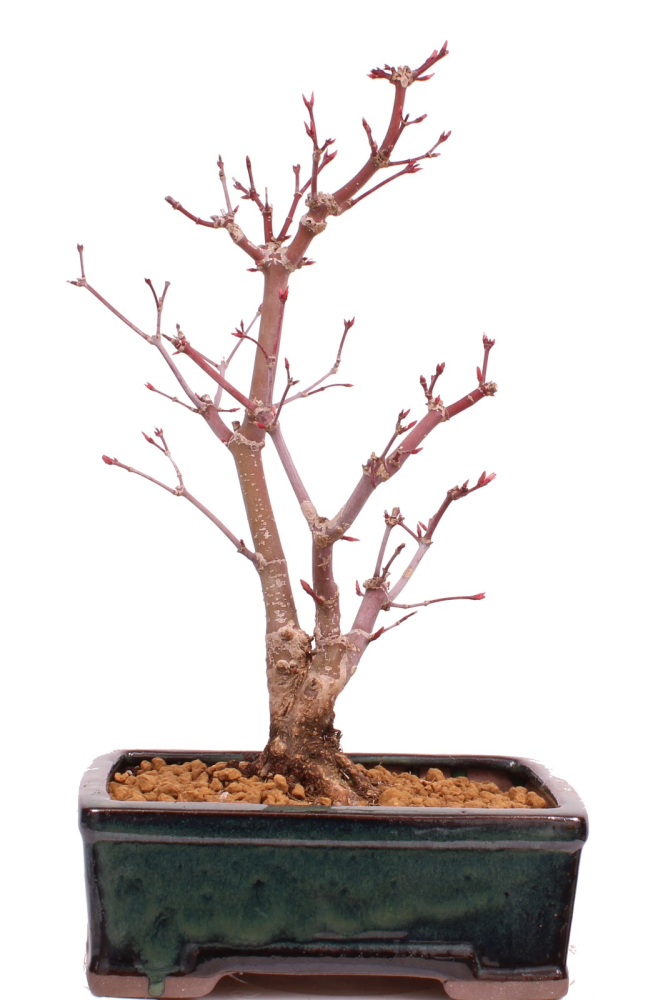 Bonsai - Acer palmatum 'Deshojo', roter Fächerahorn aus Japan 229/23