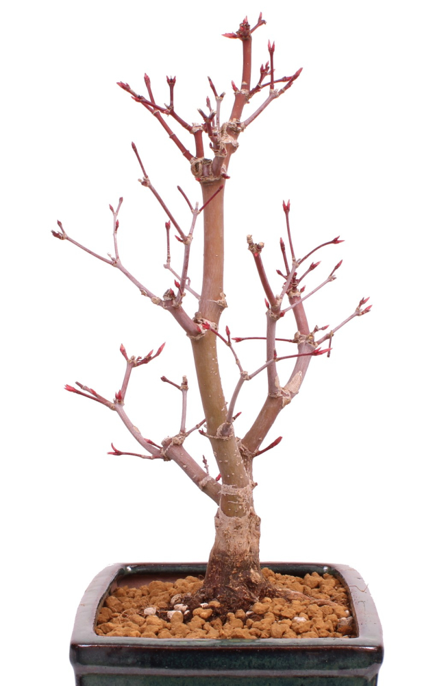 Bonsai - Acer palmatum 'Deshojo', roter Fächerahorn aus Japan 229/23