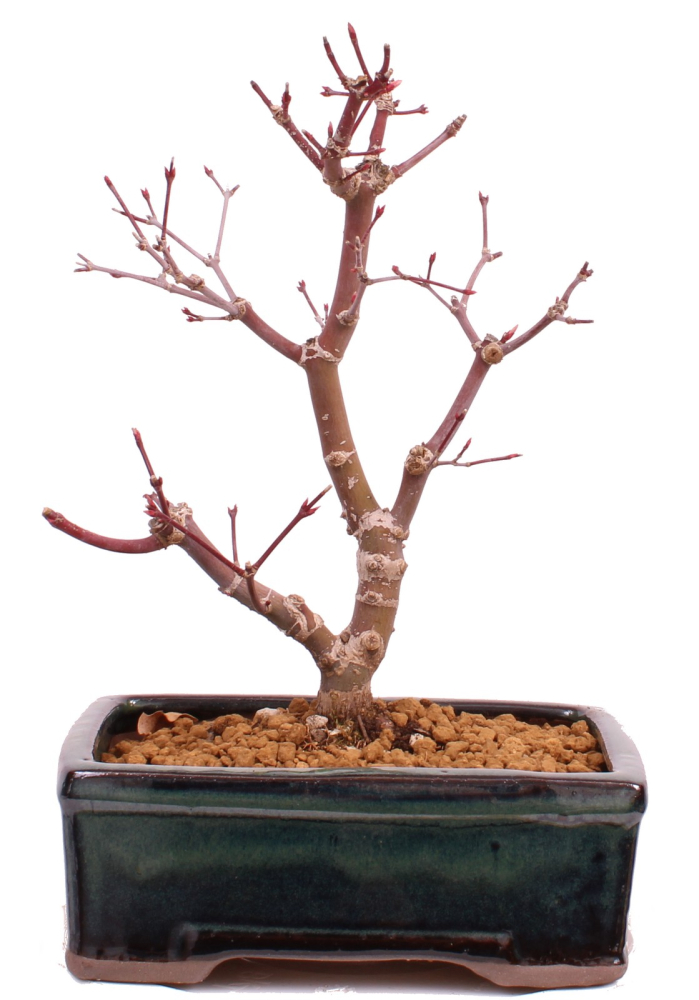 Bonsai - Acer palmatum 'Deshojo', roter Fächerahorn aus Japan 229/24