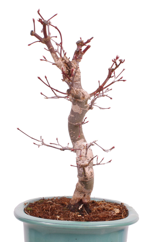 Bonsai - Acer palmatum Deshojo - roter Fächerahorn 229/26