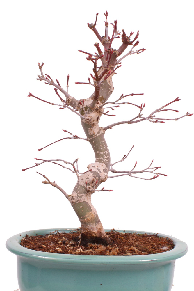 Bonsai - Acer palmatum Deshojo - roter Fächerahorn 229/26