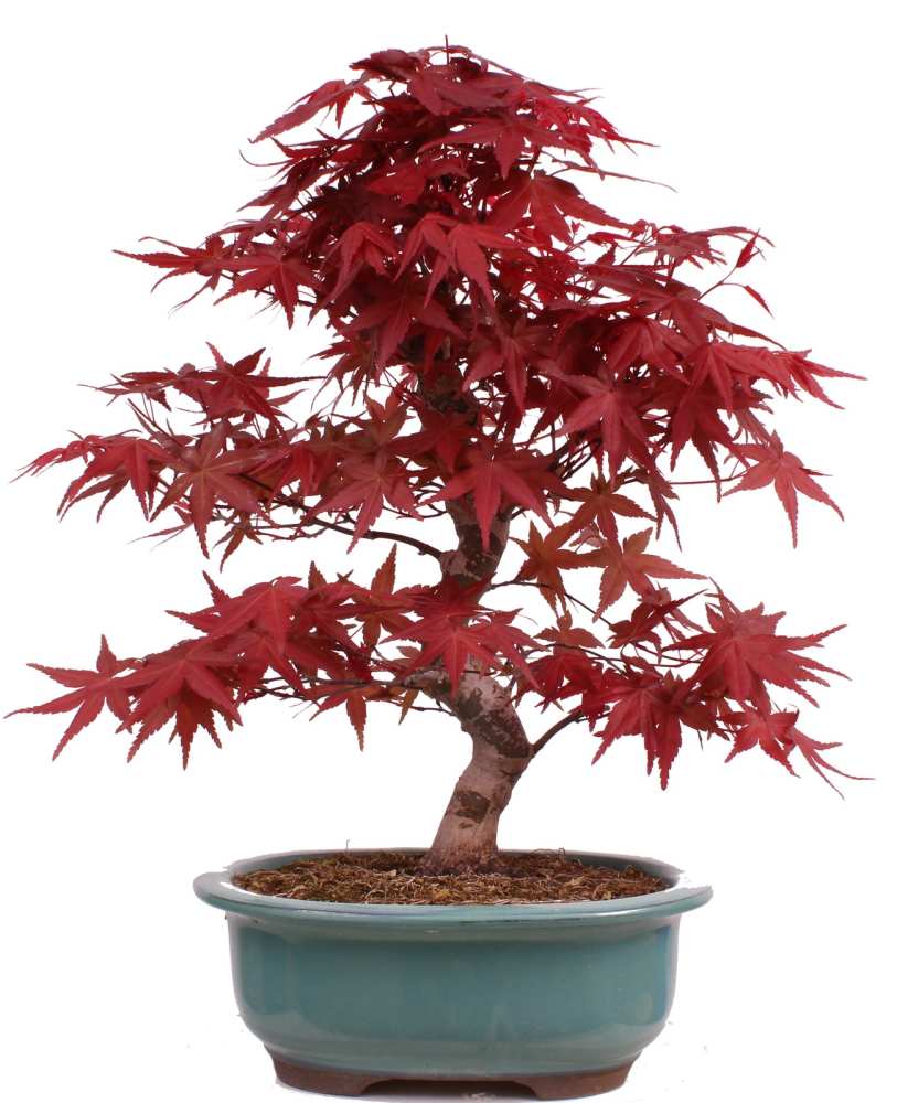 Bonsai - Acer palmatum Deshojo - roter Fächerahorn 229/26