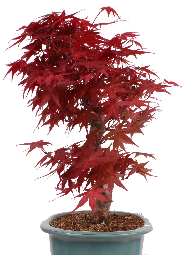Preview: Bonsai - Acer palmatum Deshojo - roter Fächerahorn 229/26