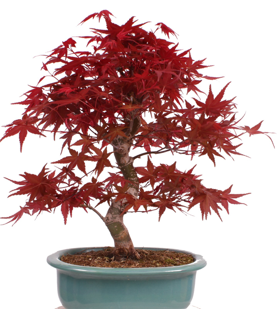 Preview: Bonsai - Acer palmatum Deshojo - roter Fächerahorn 229/26