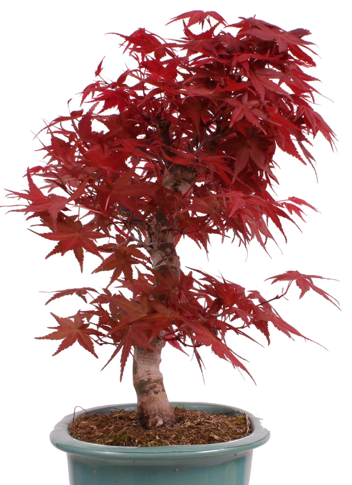 Preview: Bonsai - Acer palmatum Deshojo - roter Fächerahorn 229/26
