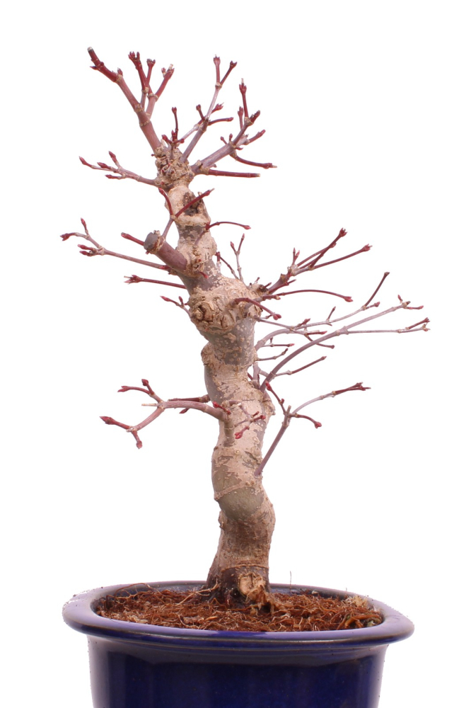 Preview: Bonsai - Acer palmatum Deshojo - roter Fächerahorn 229/27