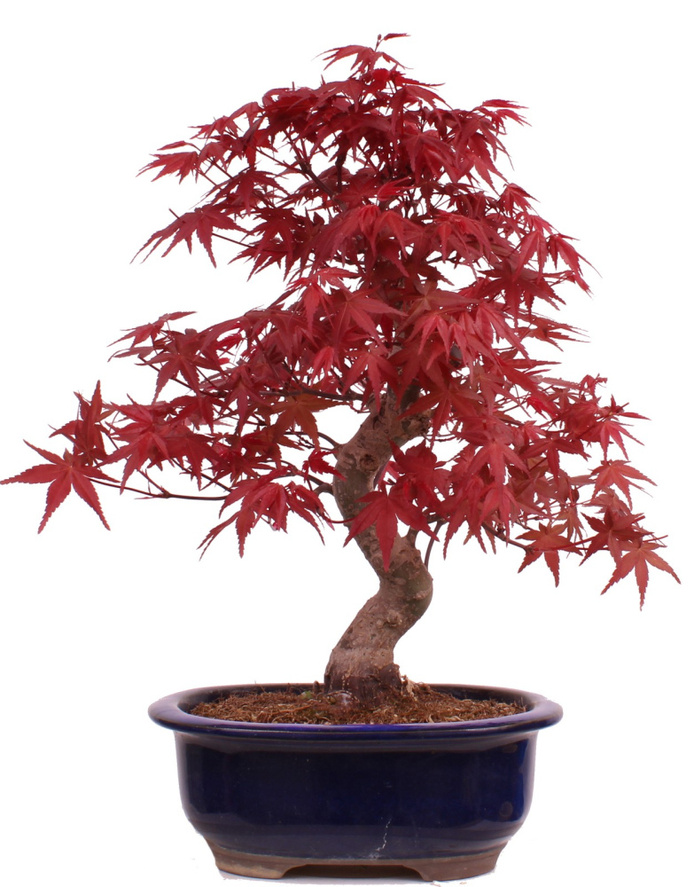 Bonsai - Acer palmatum Deshojo - roter Fächerahorn 229/27