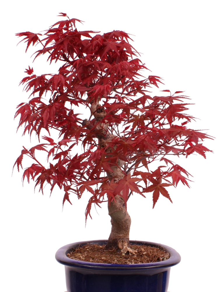 Preview: Bonsai - Acer palmatum Deshojo - roter Fächerahorn 229/27