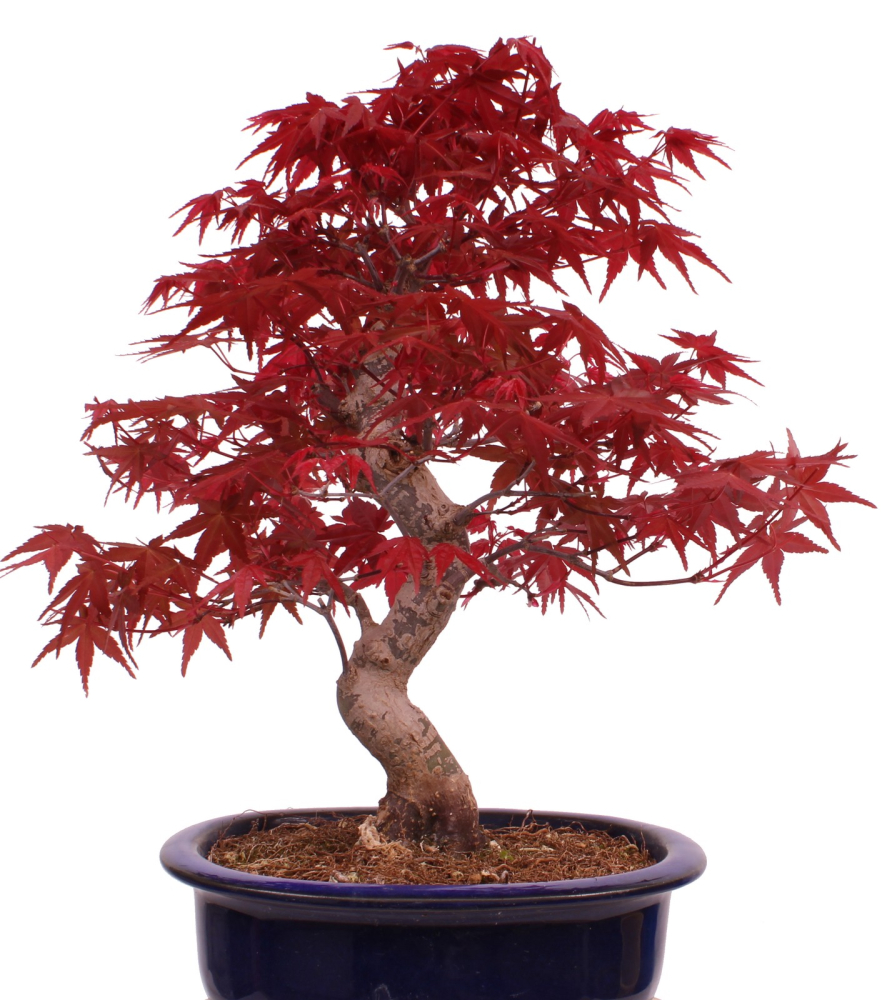 Preview: Bonsai - Acer palmatum Deshojo - roter Fächerahorn 229/27