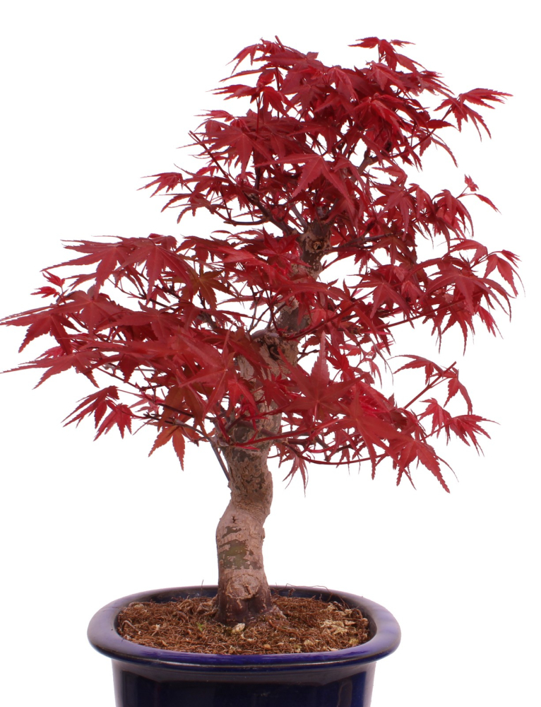 Preview: Bonsai - Acer palmatum Deshojo - roter Fächerahorn 229/27