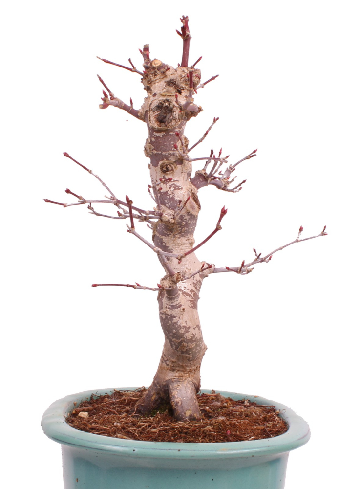 Bonsai - Acer palmatum Deshojo - roter Fächerahorn 229/28