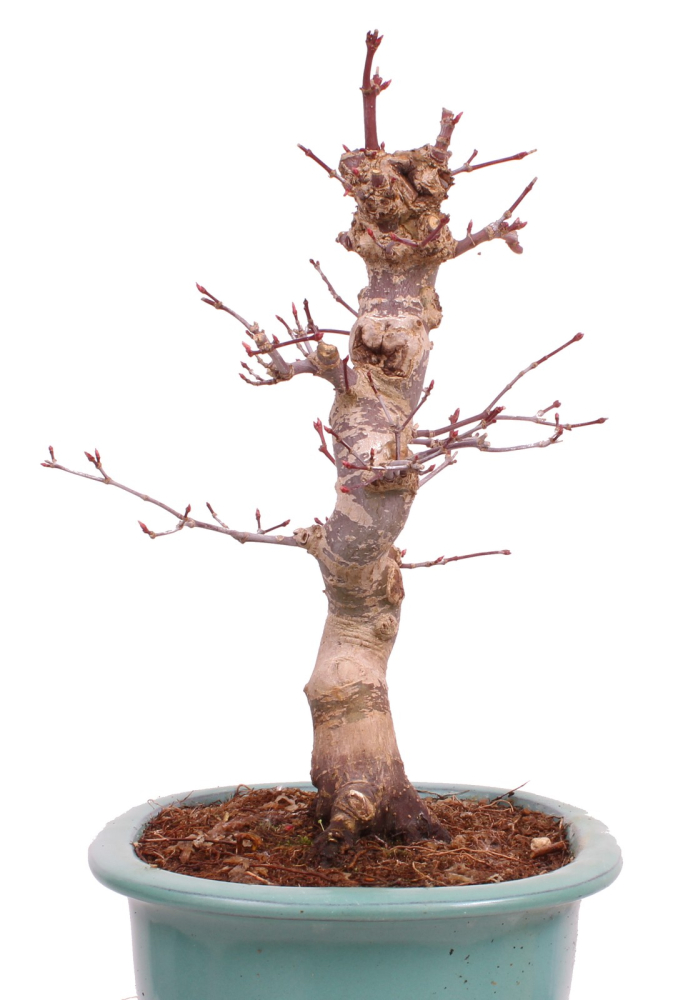Bonsai - Acer palmatum Deshojo - roter Fächerahorn 229/28