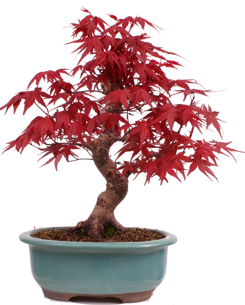 Bonsai - Acer palmatum Deshojo - roter Fächerahorn 229/28