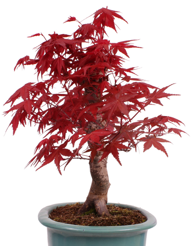 Preview: Bonsai - Acer palmatum Deshojo - roter Fächerahorn 229/28