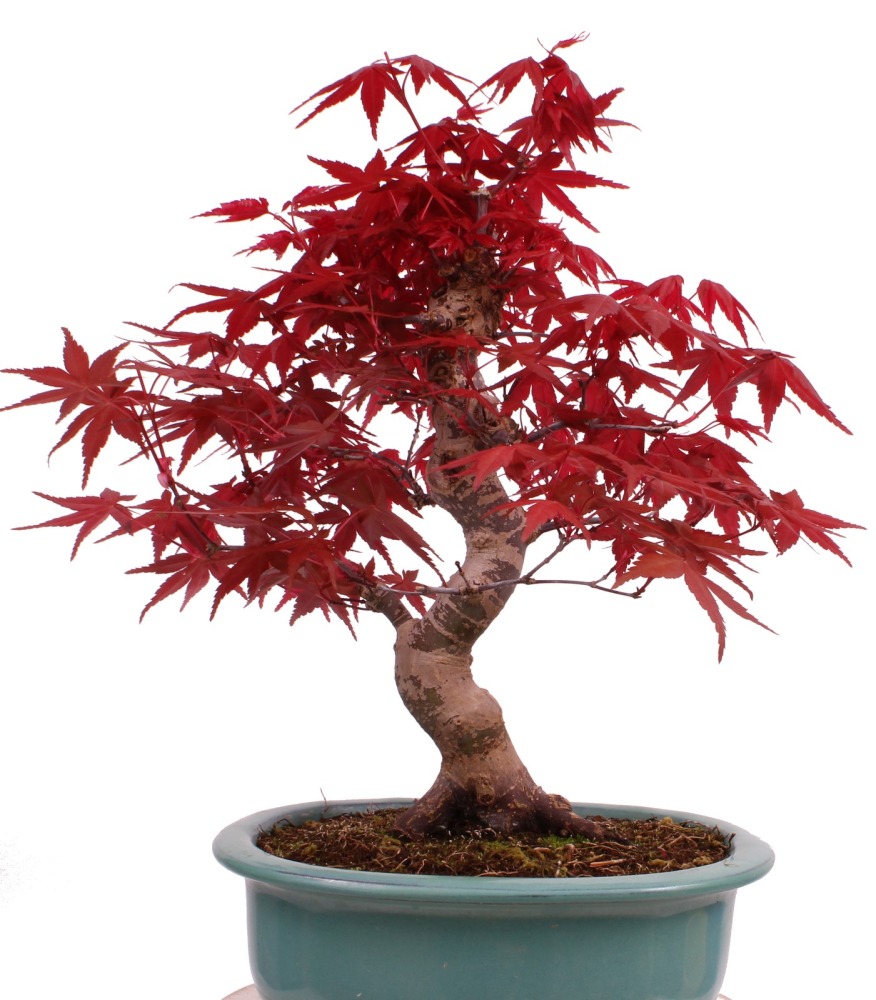 Preview: Bonsai - Acer palmatum Deshojo - roter Fächerahorn 229/28