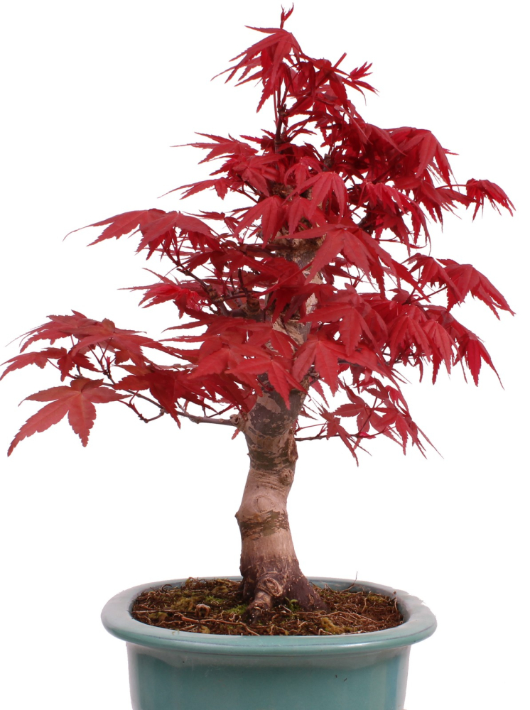 Preview: Bonsai - Acer palmatum Deshojo - roter Fächerahorn 229/28