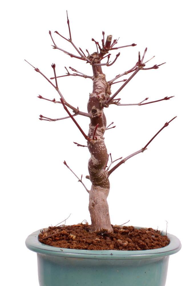 Bonsai - Acer palmatum Deshojo - roter Fächerahorn 229/29